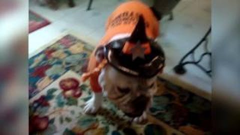 afv halloween afv halloween